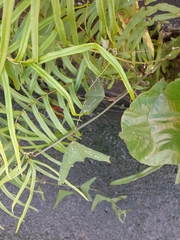 Decaloba