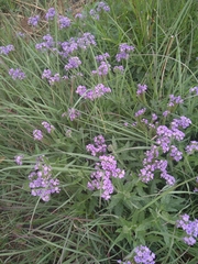 Heliotropium amplexicaule