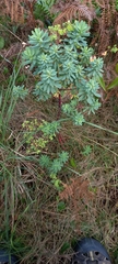 Euphorbia portlandica