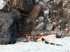 Micrurus nigrocinctus