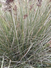 Juncus acutus