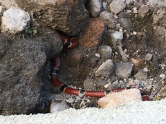 Micrurus nigrocinctus