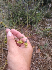 Aceria chondrillae