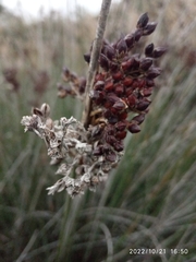 Juncus acutus