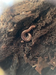 Diplopoda