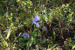 Campanula barbata
