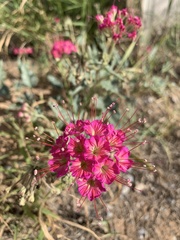 Nyctaginia capitata