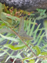 Decaloba