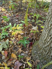 Sceptridium biternatum