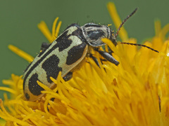 Astylus atromaculatus
