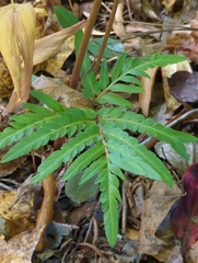 Sceptridium biternatum