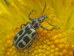 Astylus atromaculatus