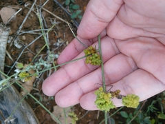 Aceria chondrillae