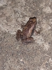 Microhyla