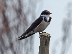 Hirundo albigularis