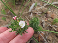 Oxalis tenuifolia