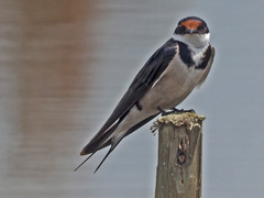 Hirundo albigularis