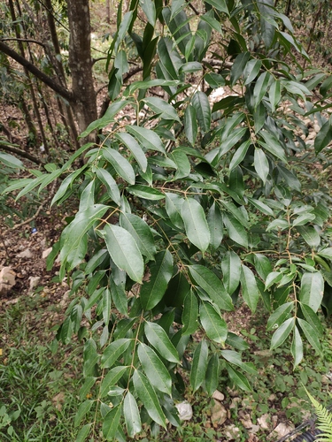 Staphylea affinis