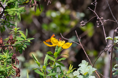 Acraea horta