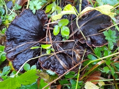 Ischnoderma benzoinum