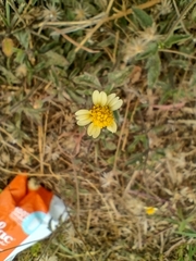 Tridax procumbens
