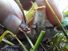 Ischnoderma benzoinum