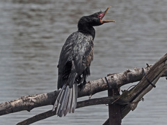 Microcarbo africanus