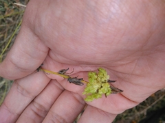Aceria chondrillae