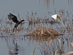 Microcarbo africanus