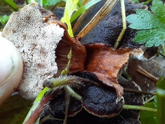 Ischnoderma benzoinum