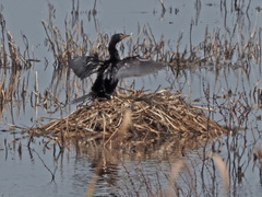 Microcarbo africanus