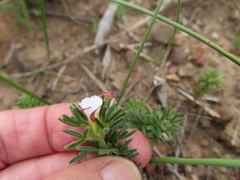 Oxalis tenuifolia