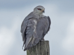 Elanus caeruleus caeruleus