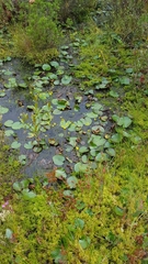 Utricularia striata