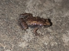Microhyla