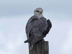 Elanus caeruleus caeruleus