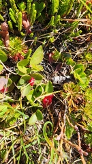 Gaultheria humifusa