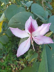 Bauhinia variegata