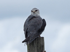 Elanus caeruleus caeruleus