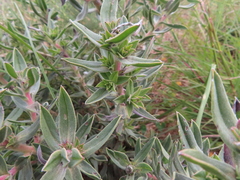 Lobostemon glaucophyllus