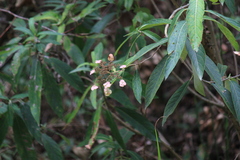 Hydrangea aspera