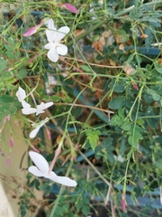 Jasminum polyanthum