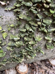Cerrena unicolor