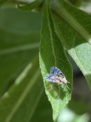 Bothriocera