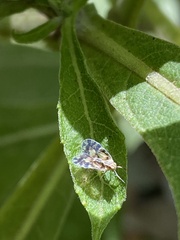Bothriocera