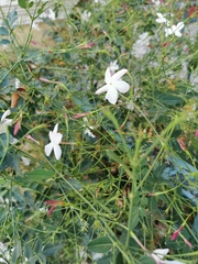 Jasminum polyanthum