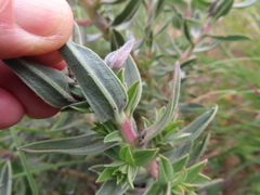 Lobostemon glaucophyllus