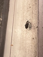 Melacoryphus rubicollis