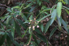 Hydrangea aspera