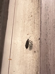 Melacoryphus rubicollis